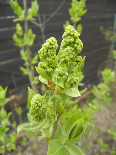 White Lilac Tree (2013, April 05) - Syringa vulgaris White