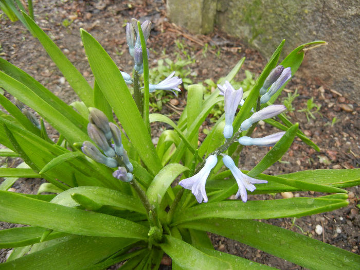 Blue Hyacinths (2013, April 04)