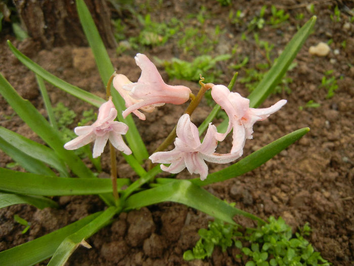 Pink Hyacinths (2013, April 04)