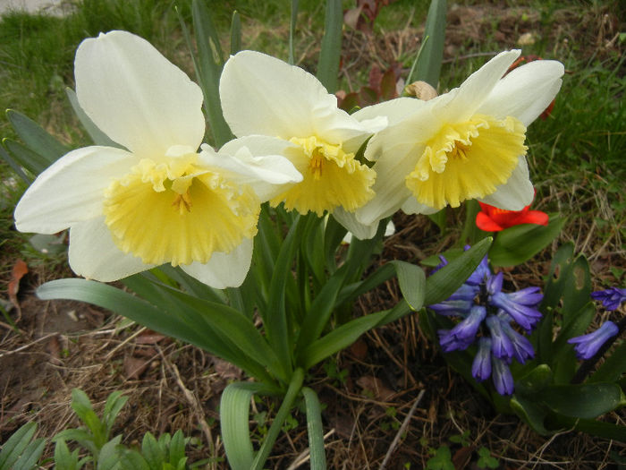 Narcissus Ice Follies (2013, April 05)