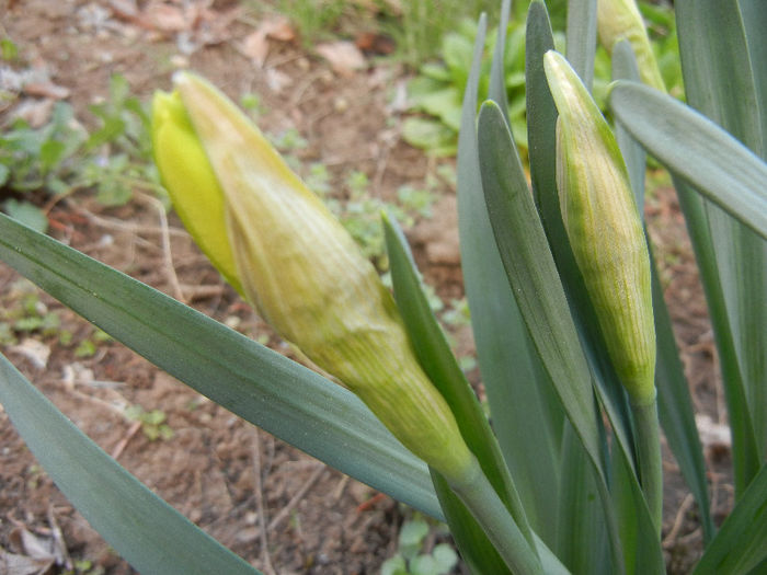 Daffodils_Narcise (2013, April 01) - 04 Garden in April