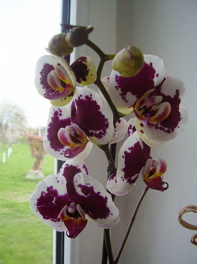 015 - PHALAENOPSIS 2013