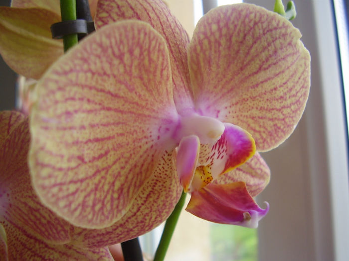 018 - PHALAENOPSIS 2013