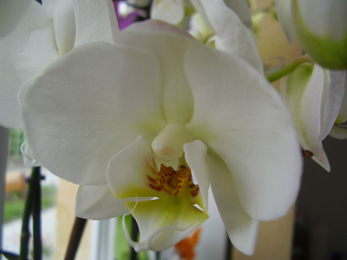 020 - PHALAENOPSIS 2013