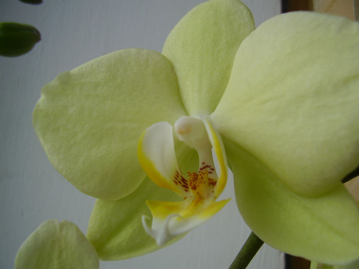 024 - PHALAENOPSIS 2013