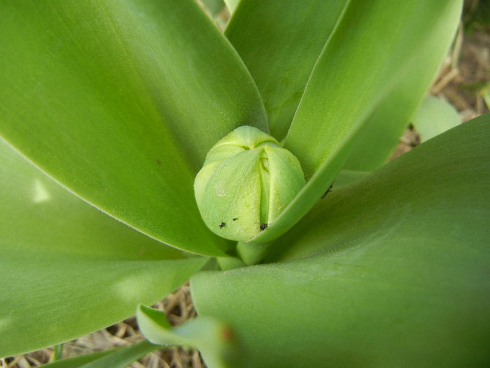 Tulip bud_Lalea (2013, April 02) - 04 Garden in April