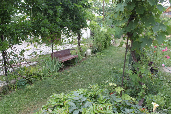 IMG_4450; Gradina mea
