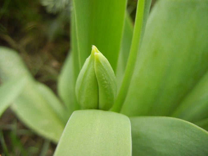 Tulip bud_Lalea (2013, April 03)