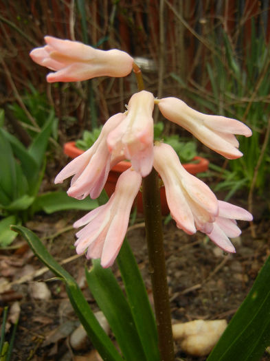 Pink hyacinth (2013, April 04) - 04 Garden in April