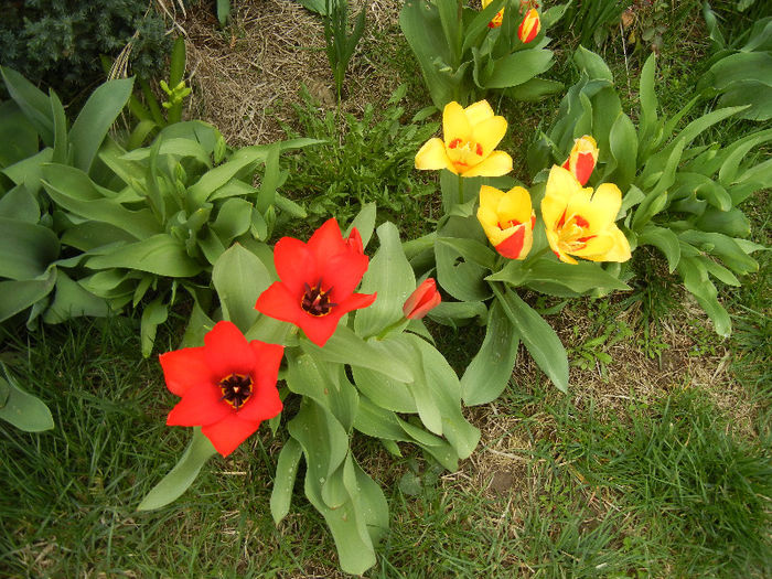 Stresa & Madame Lefeber (2013, April 05)
