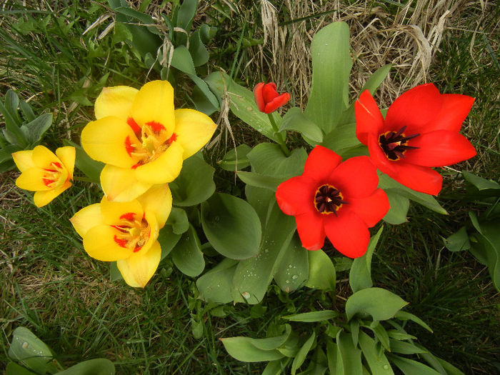 Stresa & Madame Lefeber (2013, April 05) - 04 Garden in April