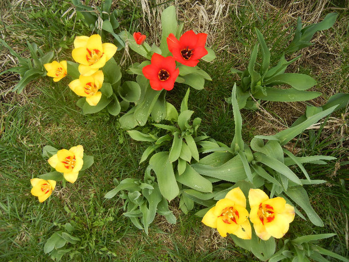 Stresa & Madame Lefeber (2013, April 05)
