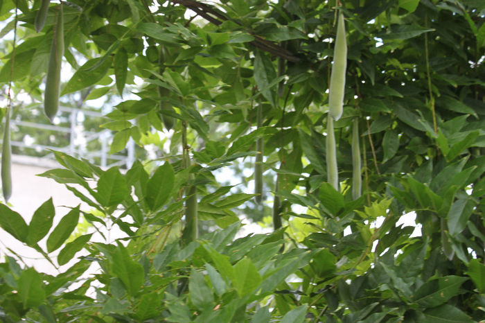 IMG_4452; Pastai de wisteria
