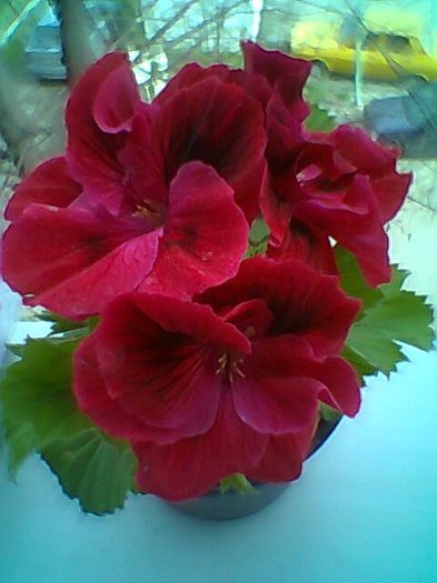 Fotogr.0341 - Pelargonium