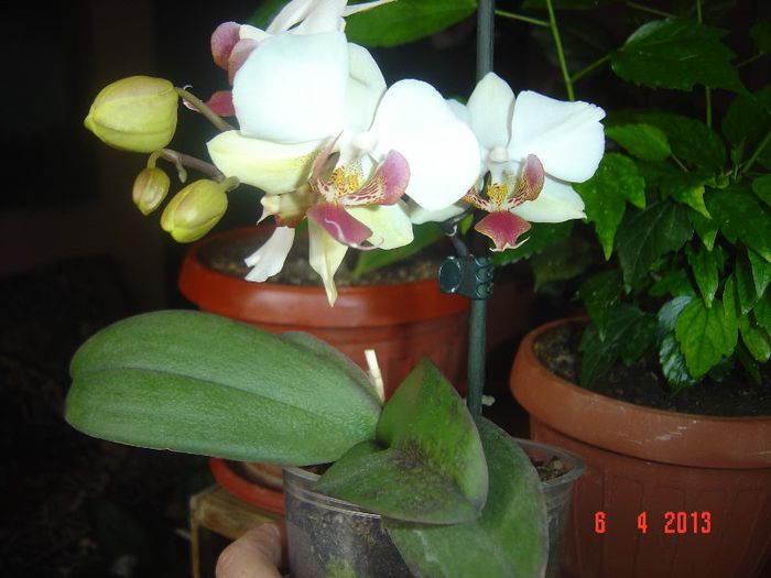 DRAGA MEA ANDRUTICA!