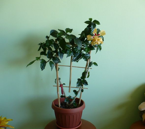 6 aprilie - hibiscusi 2013