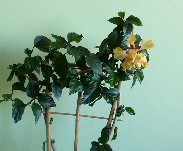 P1420605 - hibiscusi 2013
