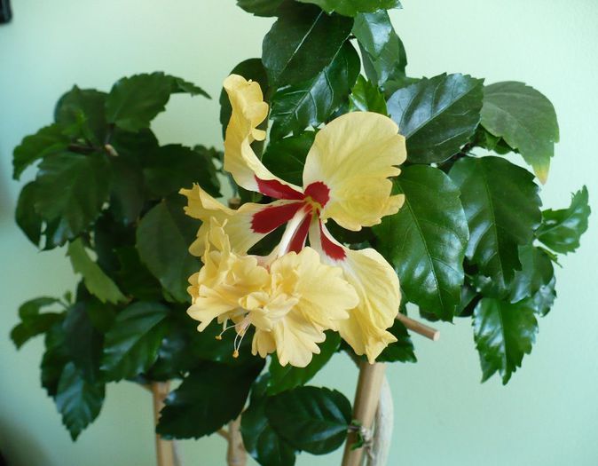 P1420610 - hibiscusi 2013
