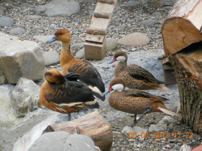 DSCN3603 - Pasari De Apa