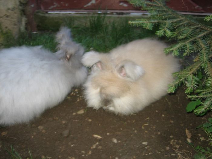 English Angora - Prin gradina