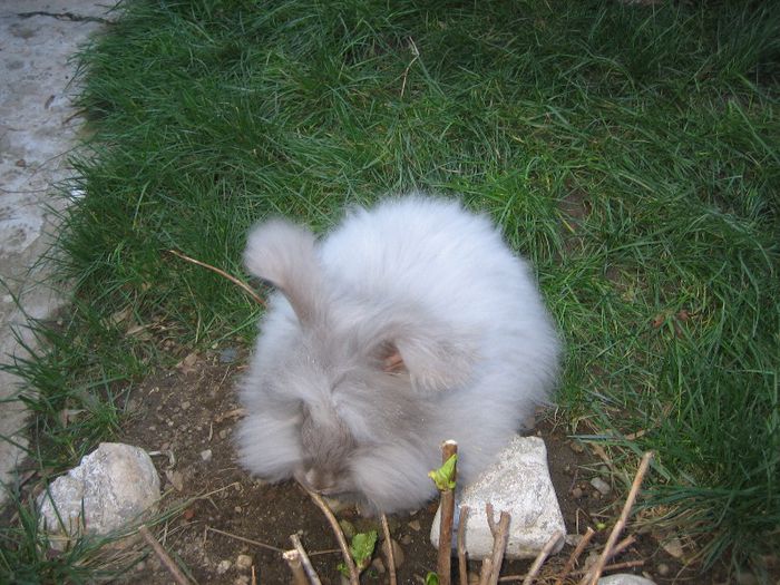 English Angora - Prin gradina