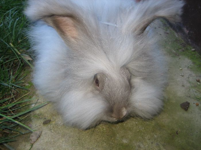 English Angora - Prin gradina