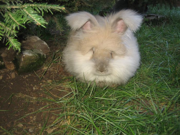 English Angora - Prin gradina