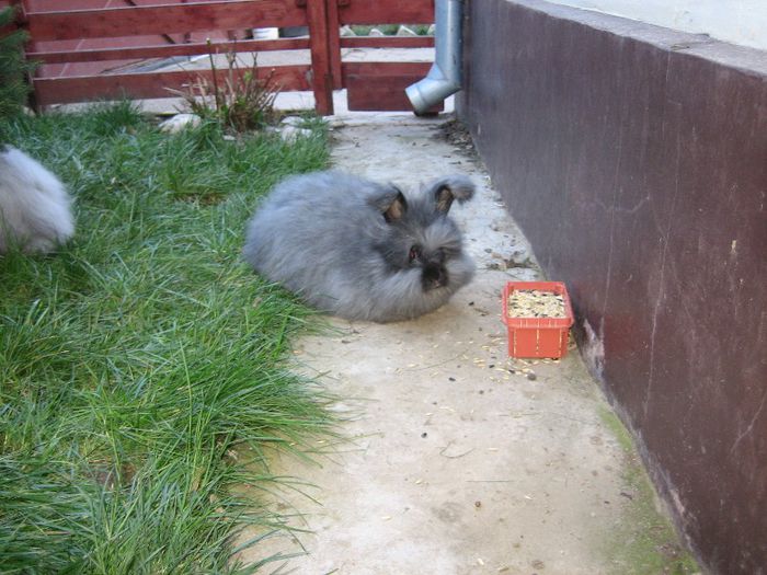 English Angora - Prin gradina