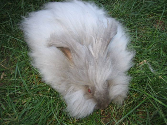 English Angora