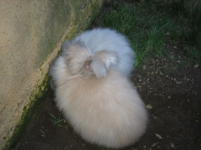 English Angora - Prin gradina