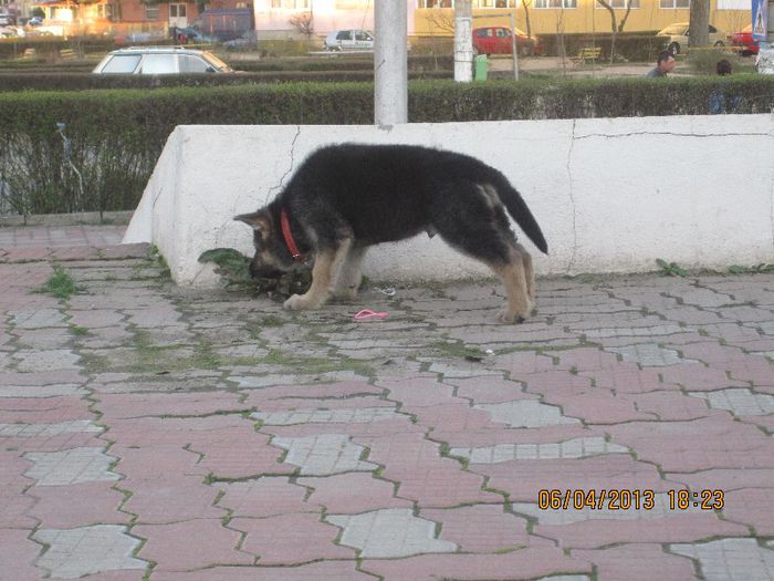 IMG_2901 - ciobanesc german oscar