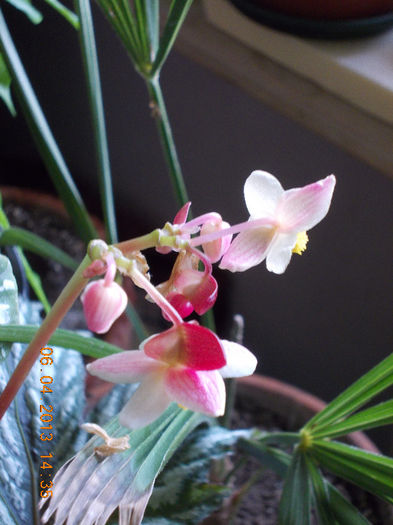 6 aprilie 2013-flori 010 - aprilie 2013