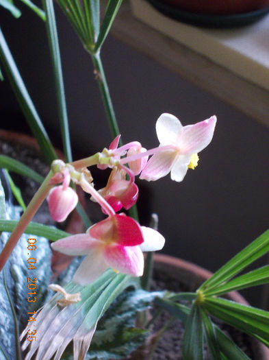 begonia rex metalica-floare - aprilie 2013