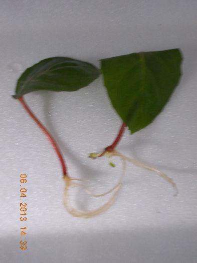 frunze de fuchsia - aprilie 2013