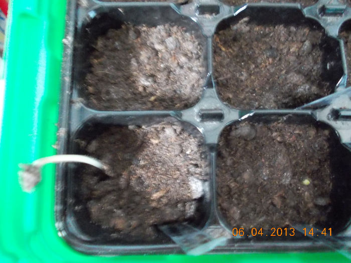 6 aprilie 2013-flori 020 - aprilie 2013