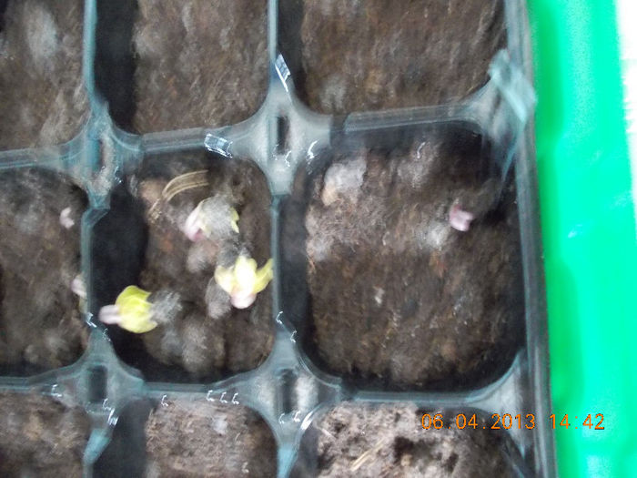 au rasarit zorelele - aprilie 2013