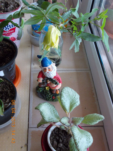 passi -oare face fruct ? - aprilie 2013