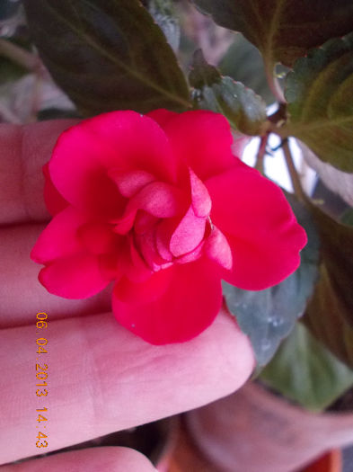 6 aprilie 2013-flori 026 - aprilie 2013