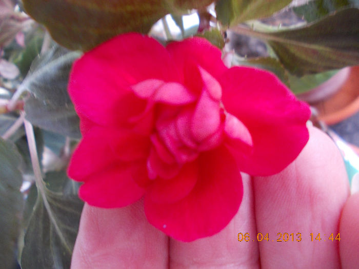 dar e un rosu superb ! - aprilie 2013