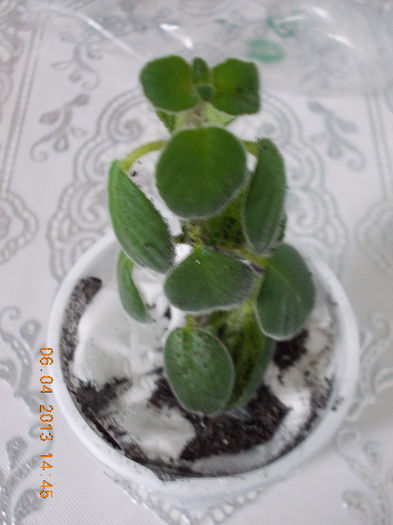 streptocarpella -flori albastre - aprilie 2013