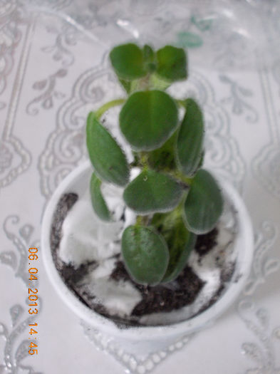 6 aprilie 2013-flori 037 - aprilie 2013