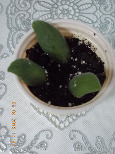 6 aprilie 2013-flori 040 - aprilie 2013