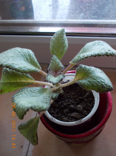 6 aprilie 2013-flori 032 - episcia