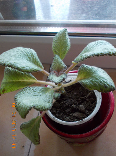 episcia silver skies