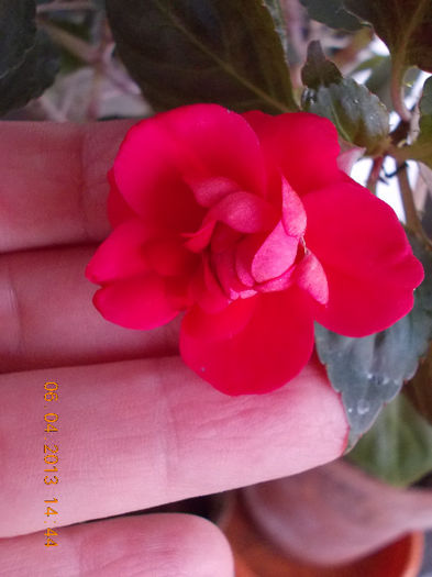 impatiens rosu batut