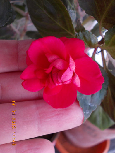6 aprilie 2013-flori 028 - impatiens