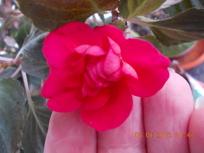6 aprilie 2013-flori 031