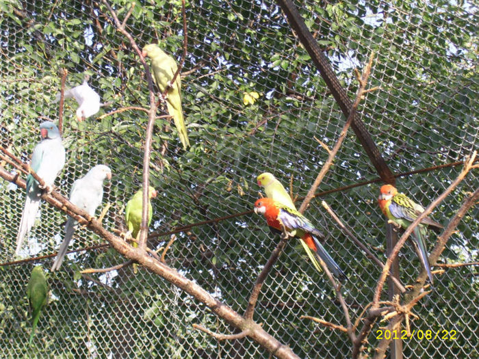 Pasari exotice 041 - Papagali-Voliera pentru zbor