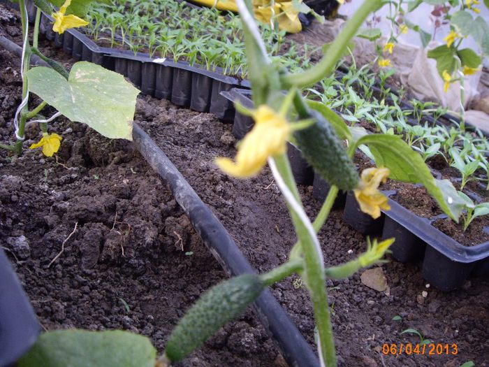 IMG_4734; castraveti plantati in rasadnita
