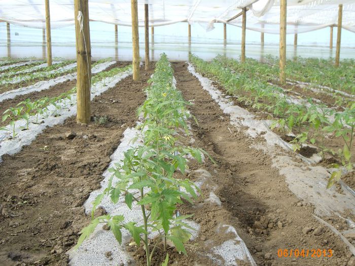 IMG_4718; o saptamana de la plantare
